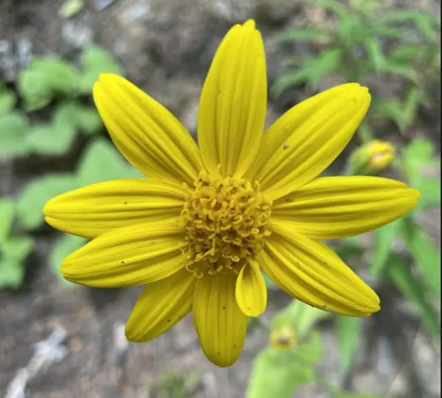 Espaiet, espai de psicologia i acompanyament emocional