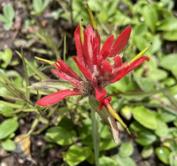 Ingrid Segura Bertomeu